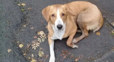 Как да намеря куче, ако тя избяга и се изгуби